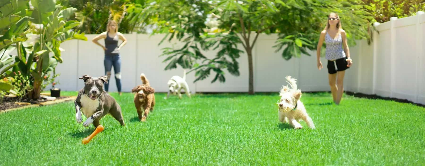 Dogs playing on artificial turf in a fenced backyard