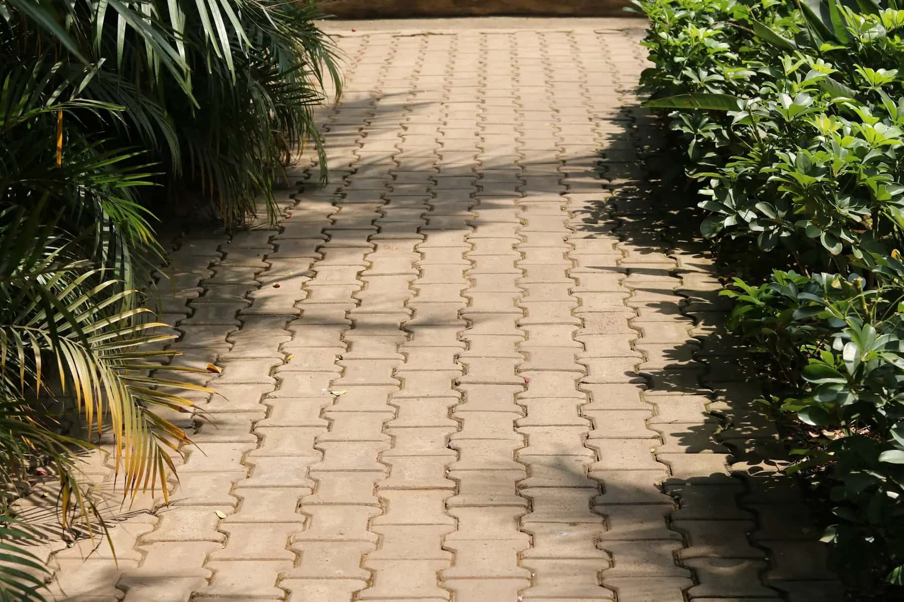 Brick paver walkway lined with tropical plants